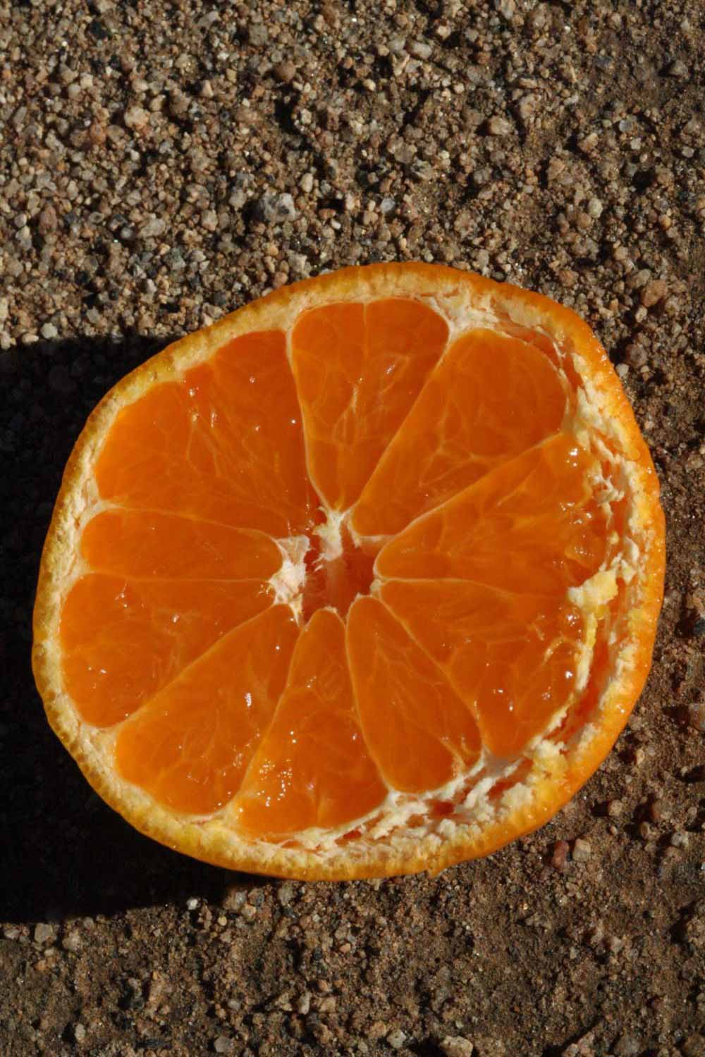              Fruit cross-section (Riverside, CA)       